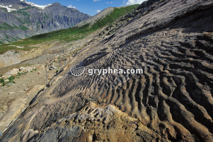 Ripple-marks fossiles Emosson - gryphea.org